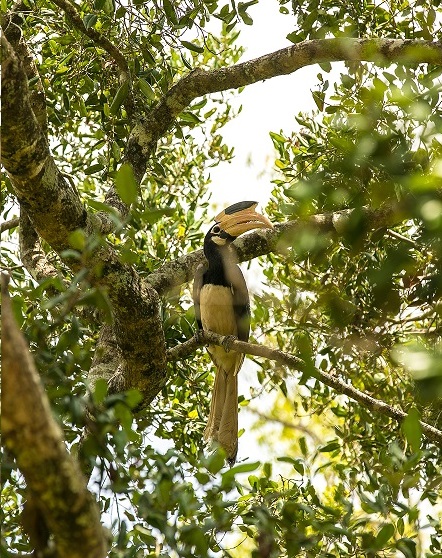 Grey hornbill in a tree, like the ones in Joanne's garden.